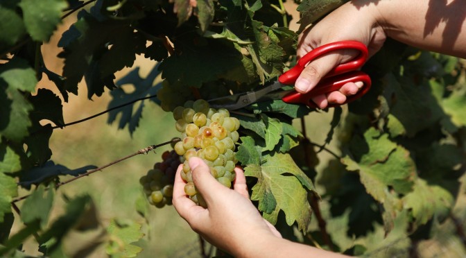 GranMonte Harvest Season 2026 19