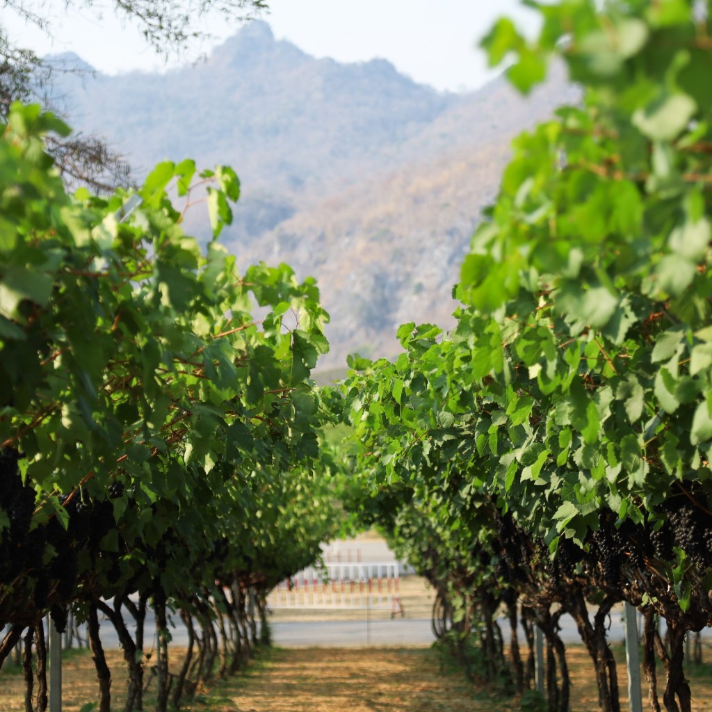 GranMonte Harvest Season 2026 21