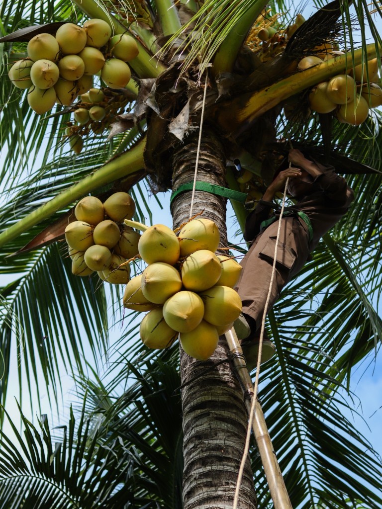 The Anam Cam Ranh_Coconut Harvesting (3)